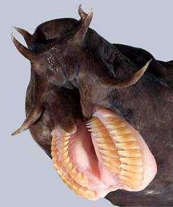 Photo of a toothed hagfish